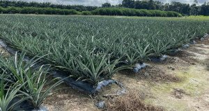 Pineapple transplanted