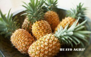 Pineapple