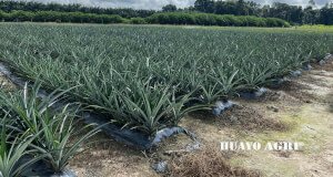 Pineapple