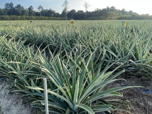 Pineapple