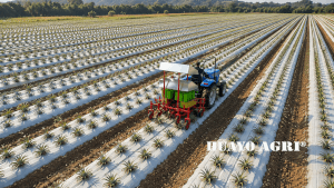 HUAYO Pineapple Transplanter